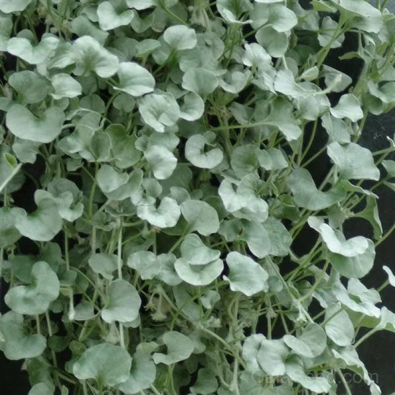 Silver Falls Dichondra Seeds — Cascading Silver Foliage - View 1