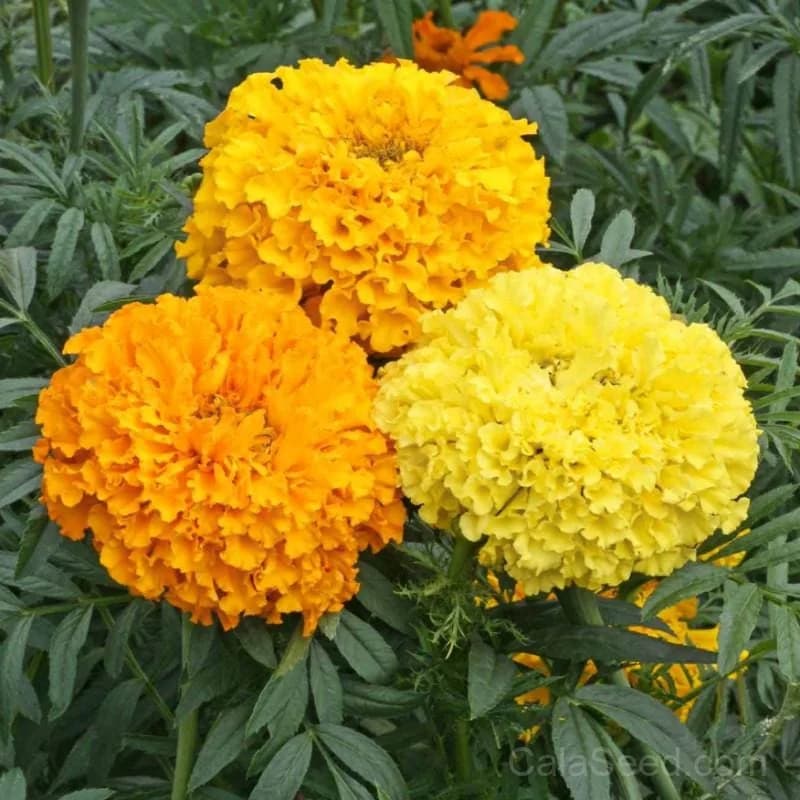 Crackerjack Marigold Seeds — Vibrant Annual Bloom - View 2