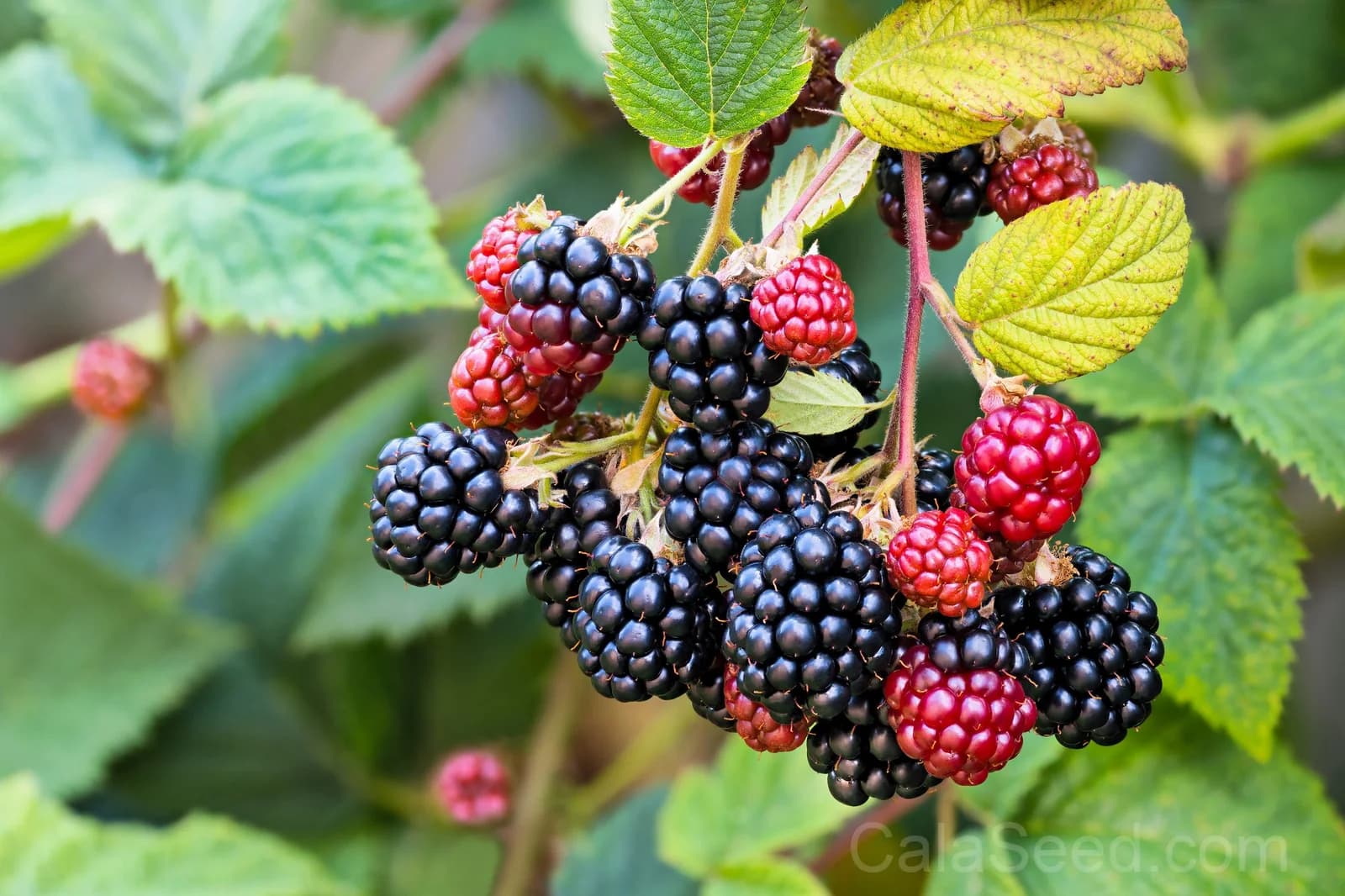 Blackberry 'Allegheniensis' Seeds — Native Wild Fruit Bush - View 2