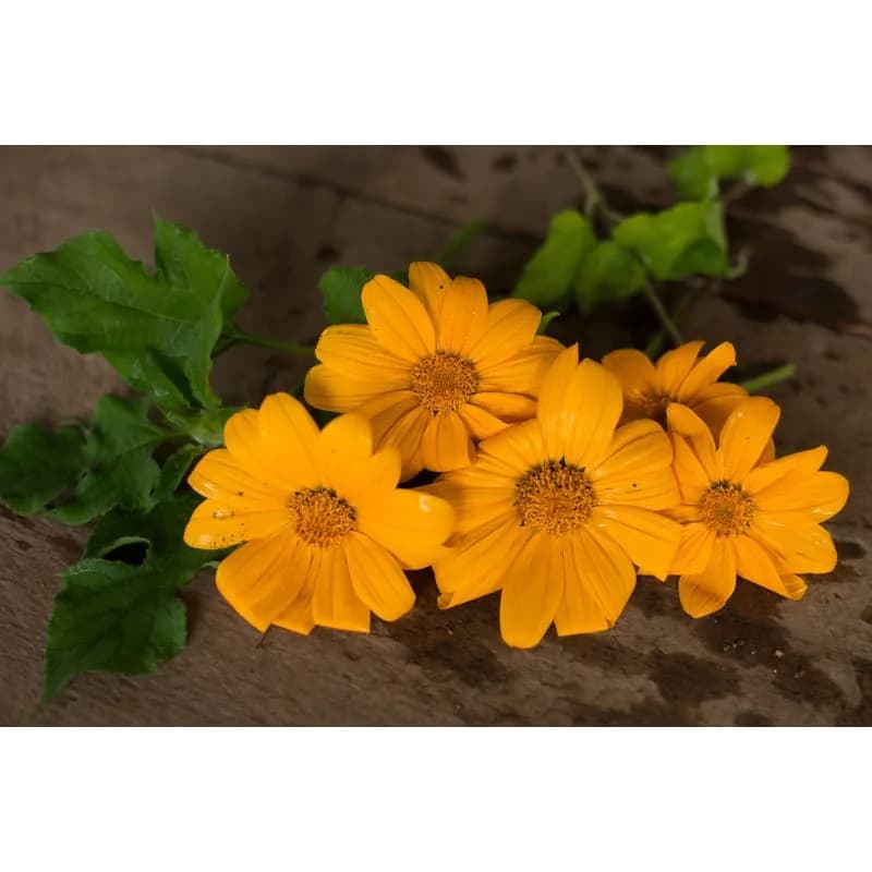 Yellow Torch Tithonia Seeds — Vibrant Mexican Sunflower - View 2