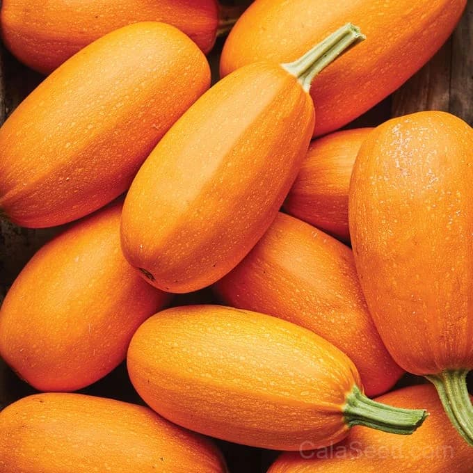 Hasta La Pasta Winter Squash Seeds — High-Yield Italian Heirloom - Main