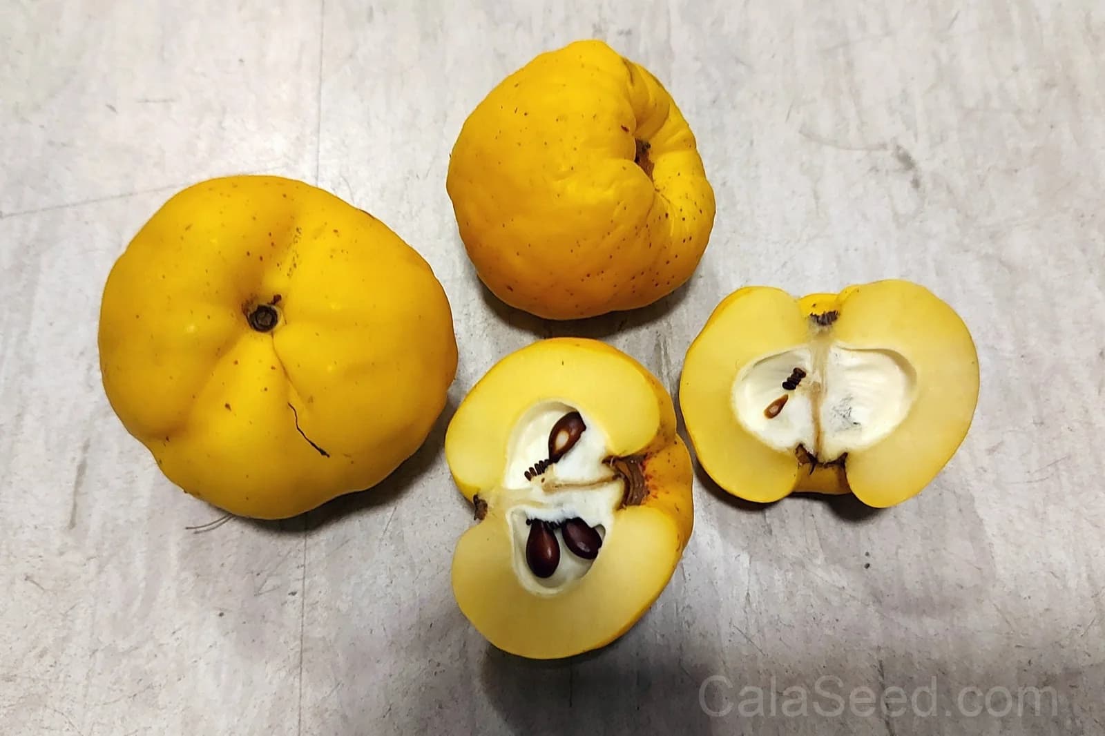 Red Flowering Dwarf Quince 'Chaenomeles Japonica' Seeds — Scarlet Ornamental Shrub - View 4