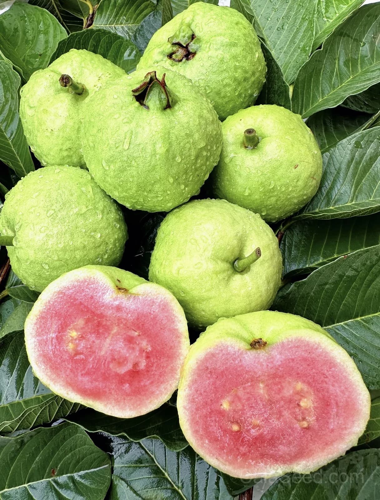 Guava Pink Seeds — Sweet Tropical Fruit - View 6