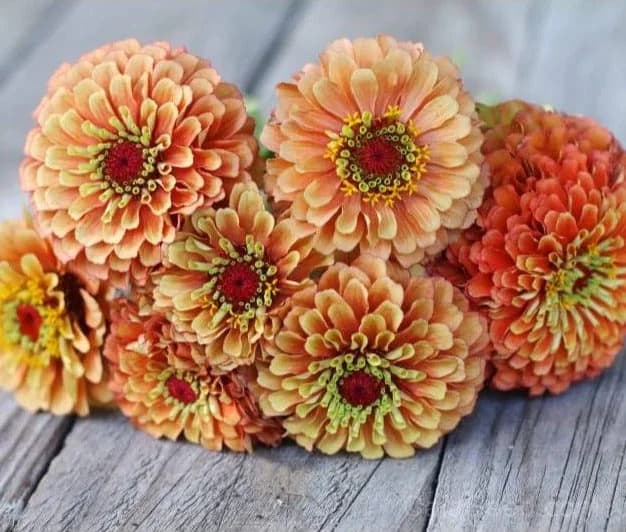 Queeny Lime Orange Zinnia Seeds — Vibrant Two-Tone Blooms - Alt