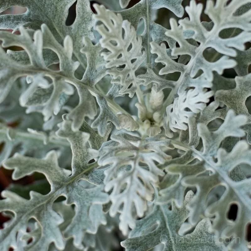 Dusty Miller 'Cineraria' Seeds — Silver Foliage Accent Plant - Main