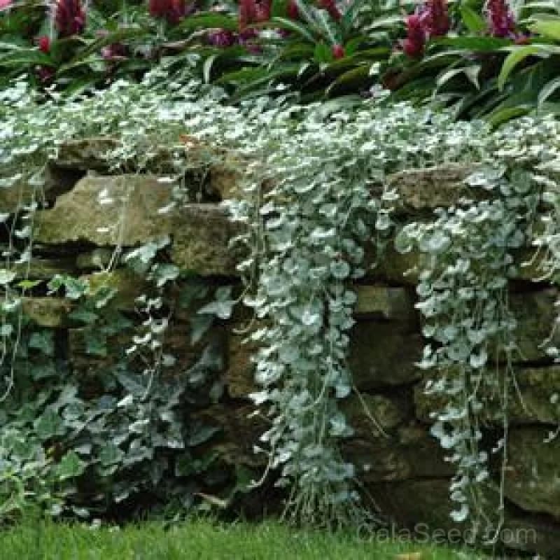 Silver Falls Dichondra Seeds — Cascading Silver Foliage - View 2