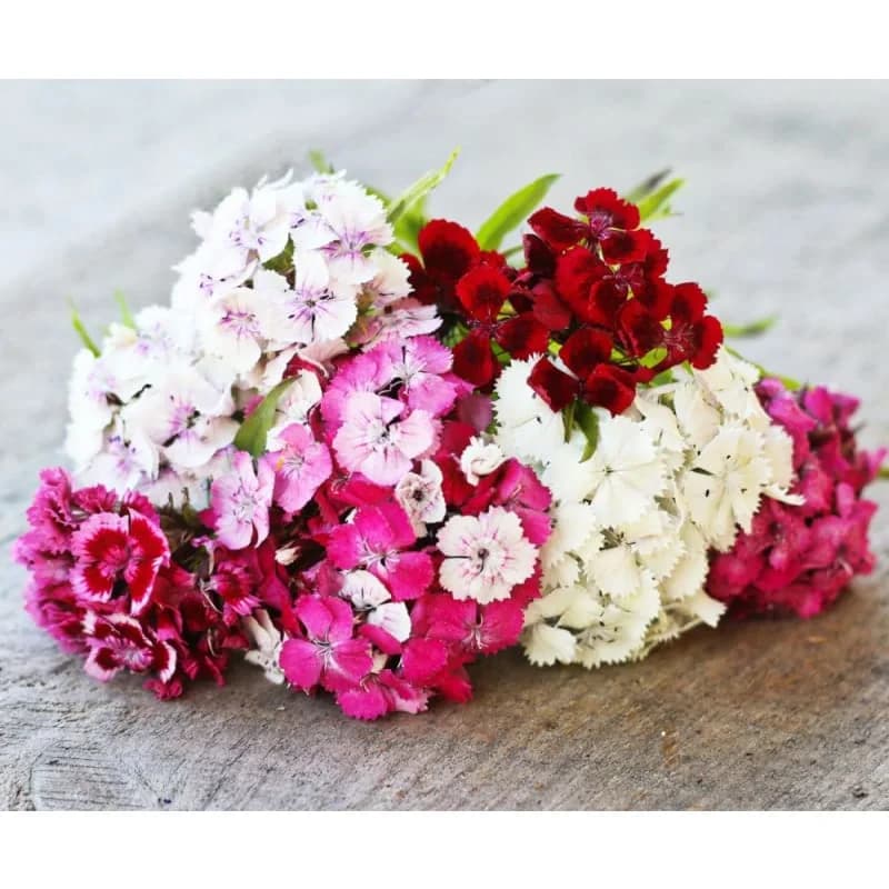 Sweet William Dianthus Seeds — Fragrant Cottage Garden Flower - Alt
