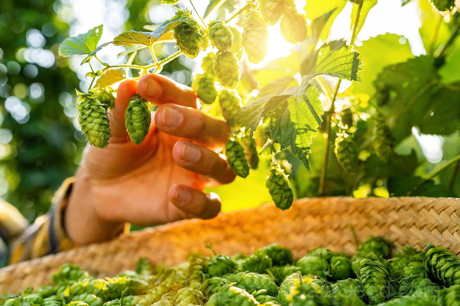 European Hops 'Common' Seeds — Beer Making Vine Ingredient - View 4