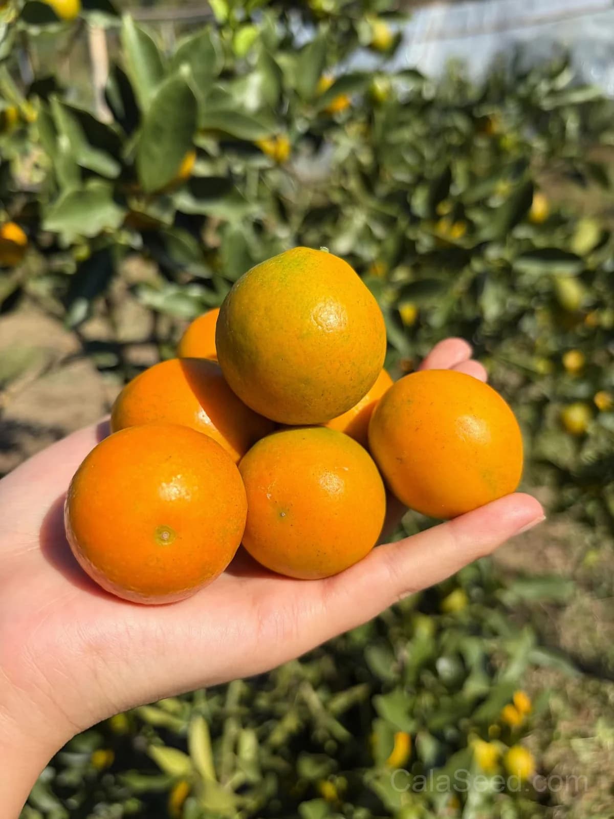 Kumquat 'Nagami' Seeds — Sweet-Tart Edible Peel Fruit - Alt