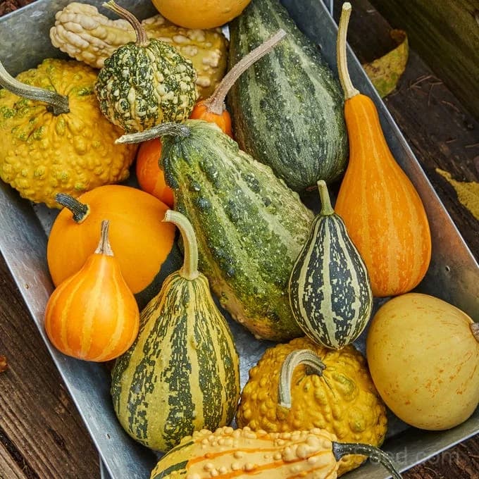 Small Fancy Mix Ornamental Gourd Seeds — Decorative Autumn Harvest - Main