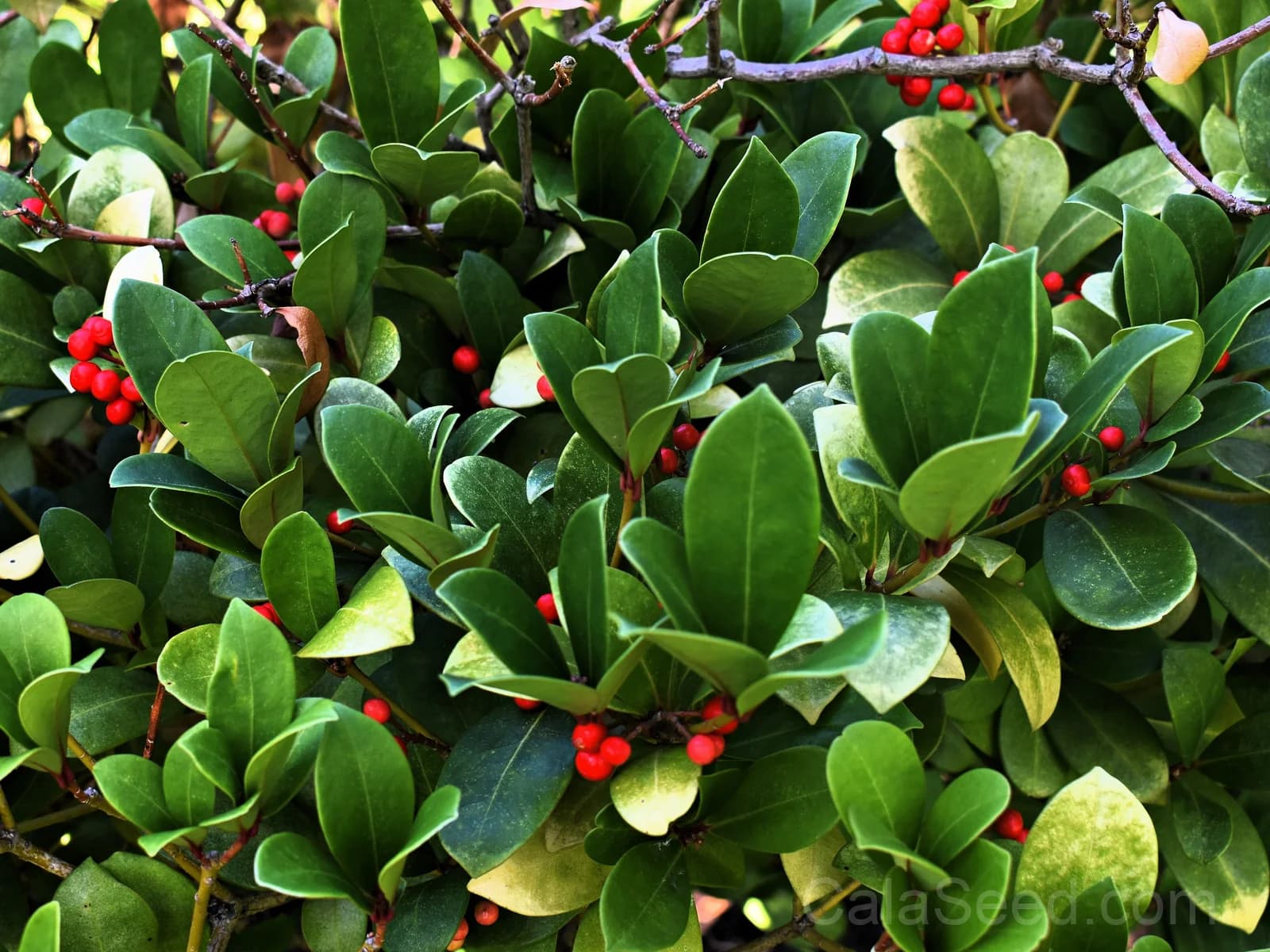 Wintergreen 'Creeping' Seeds — Evergreen Ground Cover Berries - View 7