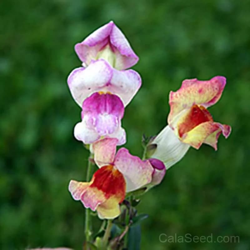 Brighton Rock Snapdragon Seeds — Vibrant Tall Flower Spikes - Main