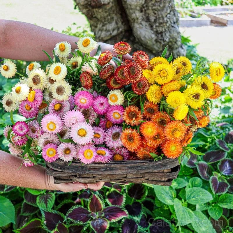 Strawflower 'Dwarf Mix' Seeds — Compact Colorful Blooms - Alt