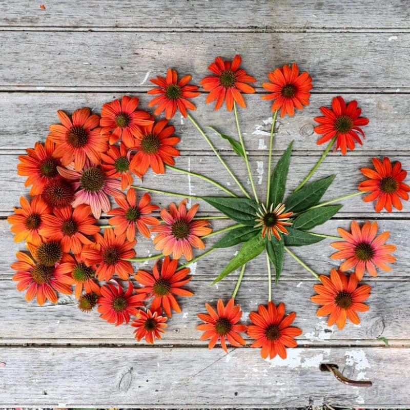 Echinacea 'Soft Orange' Seeds — Artisan Perennial Bloom - View 4
