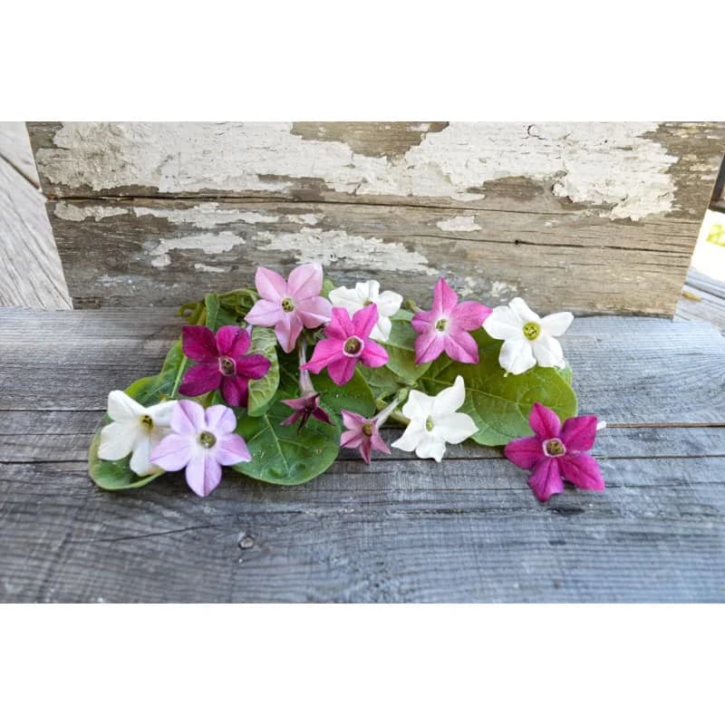 Sensation Mix Nicotiana Seeds — Fragrant Night-Blooming Flowers - View 3