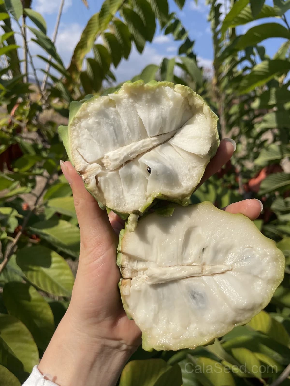 Custard Apple 'African Pride' Seeds — Sweet Tropical Fruit - View 6