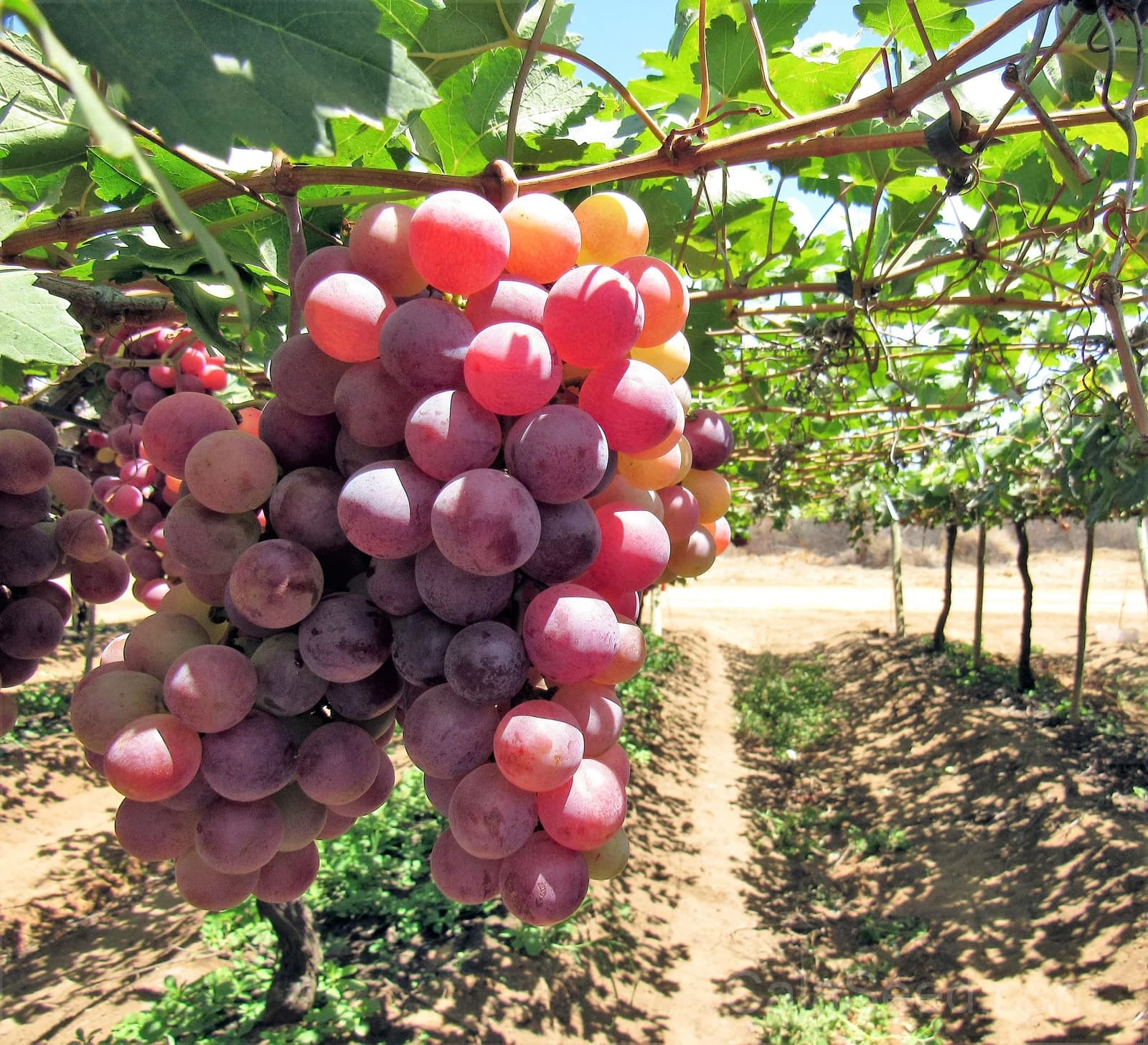 Giant Red Globe Grape 'Vitis Vinifera' Seeds — Large Sweet Fruit Vine - View 7