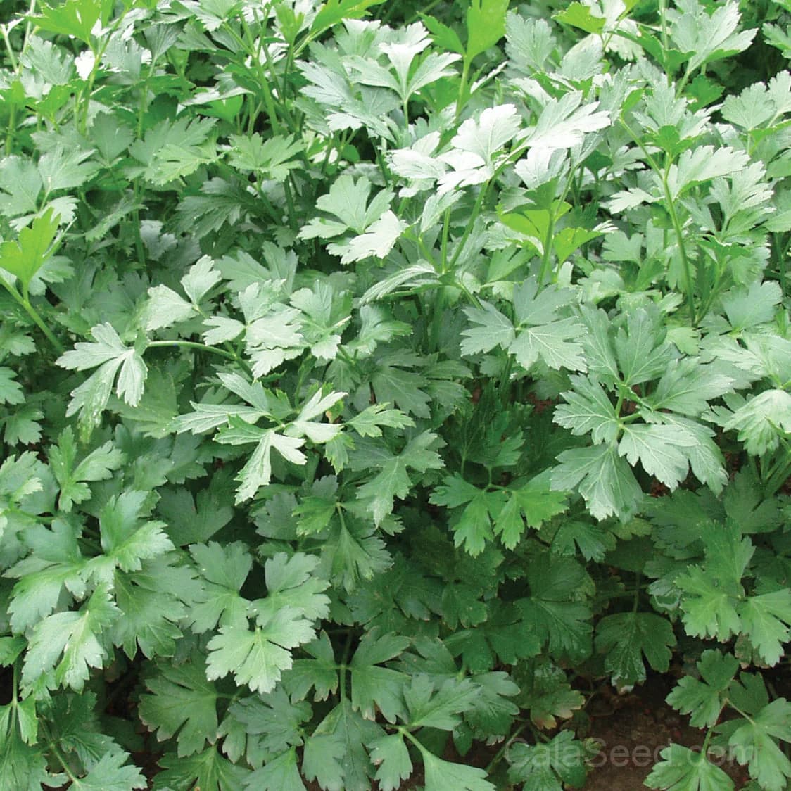 Parsley Seeds — Culinary Herb Garden Essential - Main
