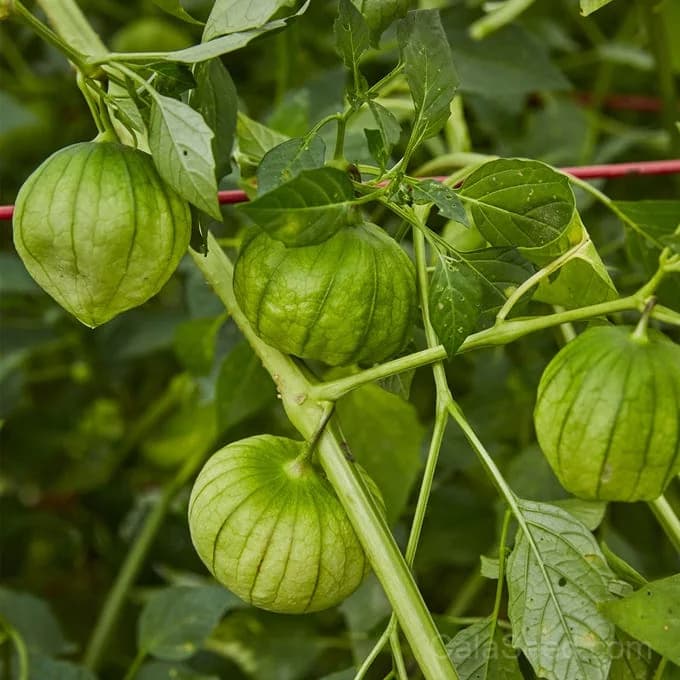 Tomatillo 'Green Organic' Seeds — Tangy Salsa Verde Fruit - View 3