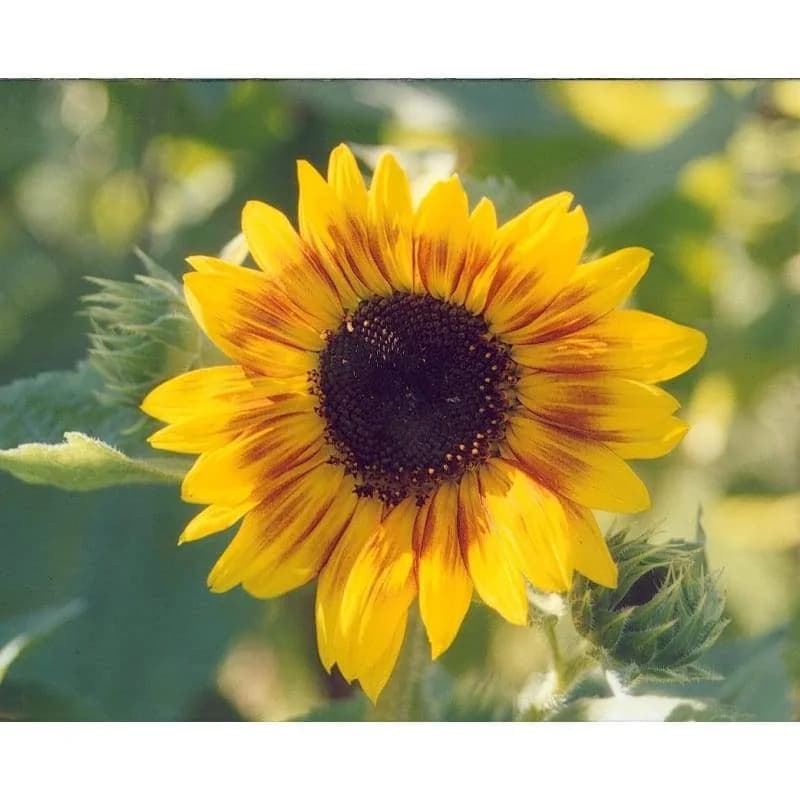 Dwarf Music Box Sunflower Seeds — Compact Blooming Annual - View 2