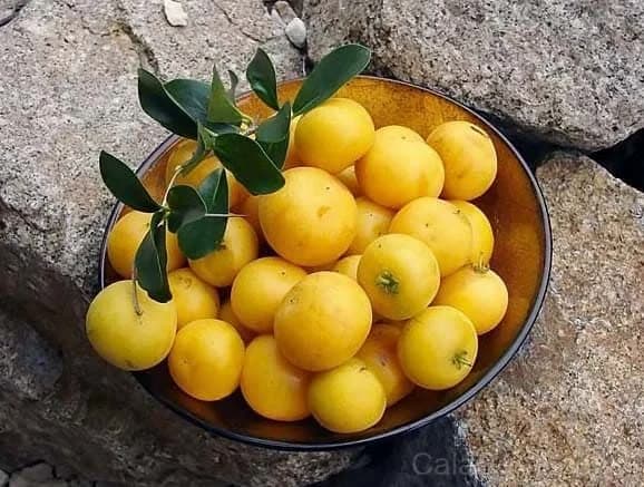 Dovyalis Caffra Seeds — South African Apricot Fruit - View 6