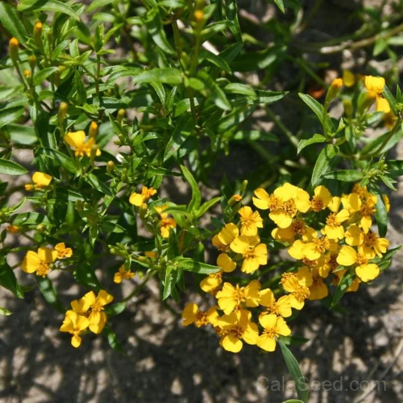 Mexican Mint Marigold 'Mexican Mint Marigold' Seeds — Licorice-Scented Edible Flowers - Alt
