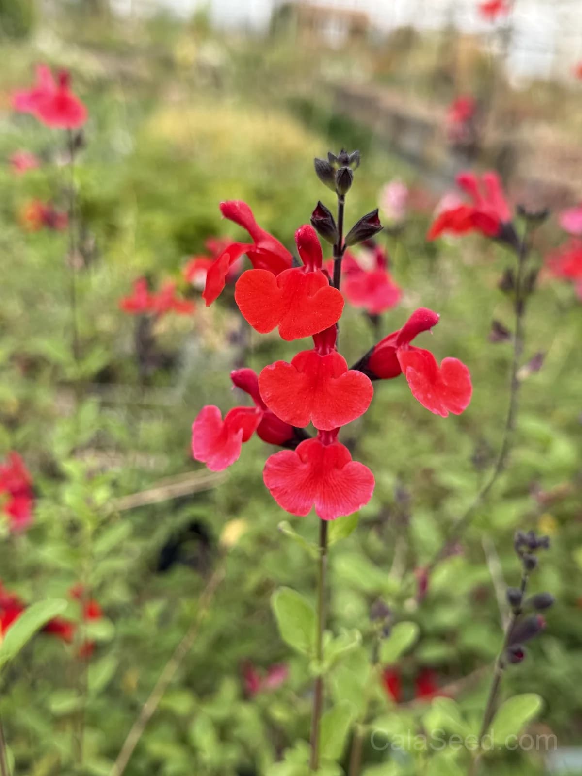 Bonfire Salvia Seeds — Vibrant Red Summer Blooms - View 5