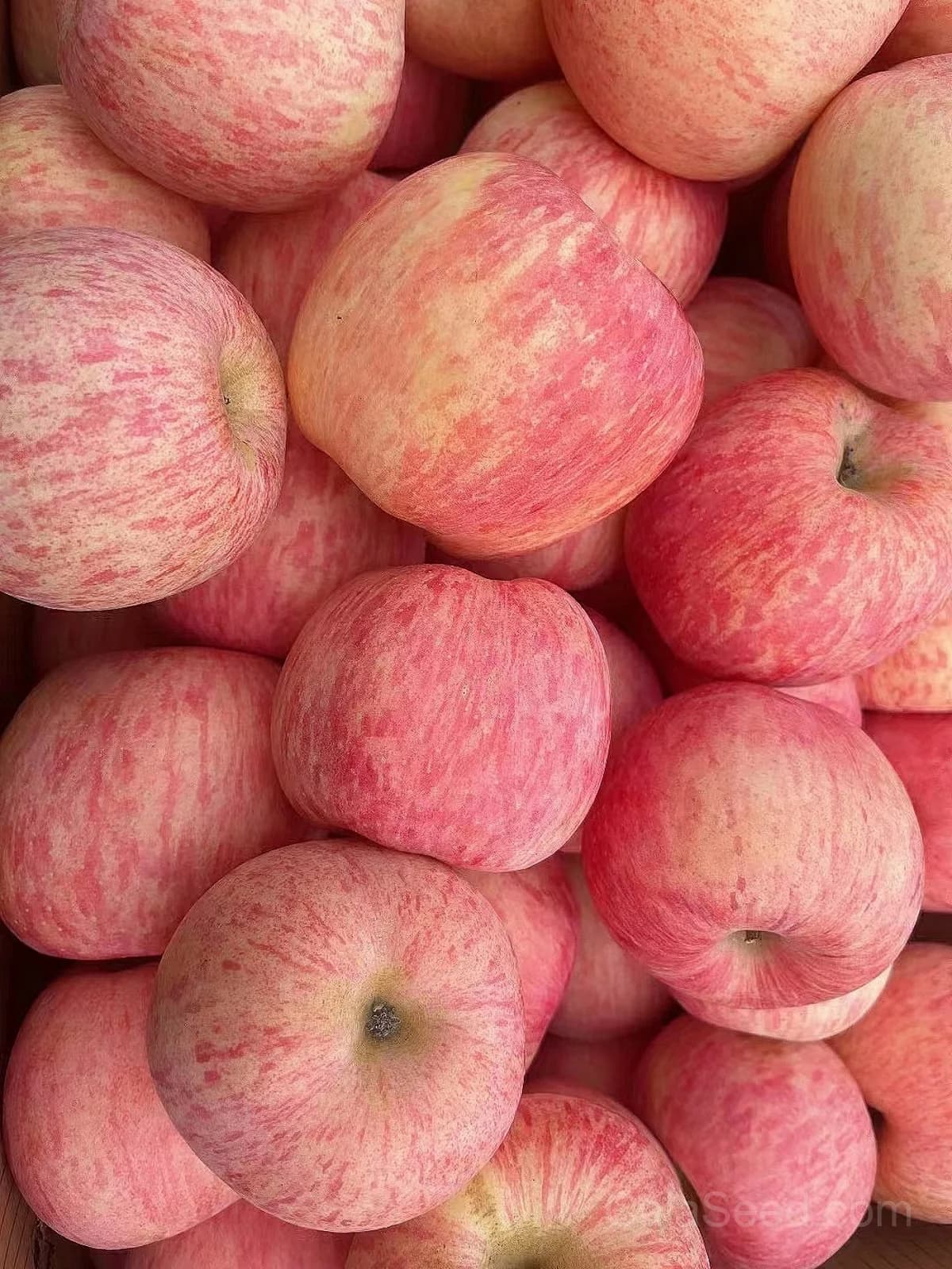 Apple 'Penn Inn Pippin' Seeds — Heirloom American Dessert Apple - Alt