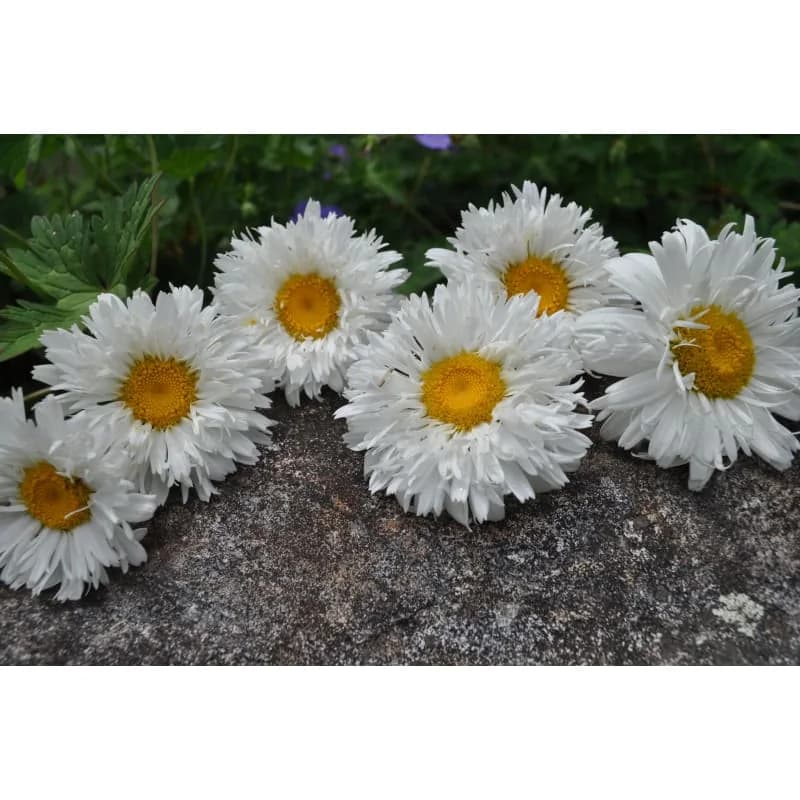 Shasta Daisy 'Crazy Daisy' Seeds — Whimsical Fringed White Blooms - View 3