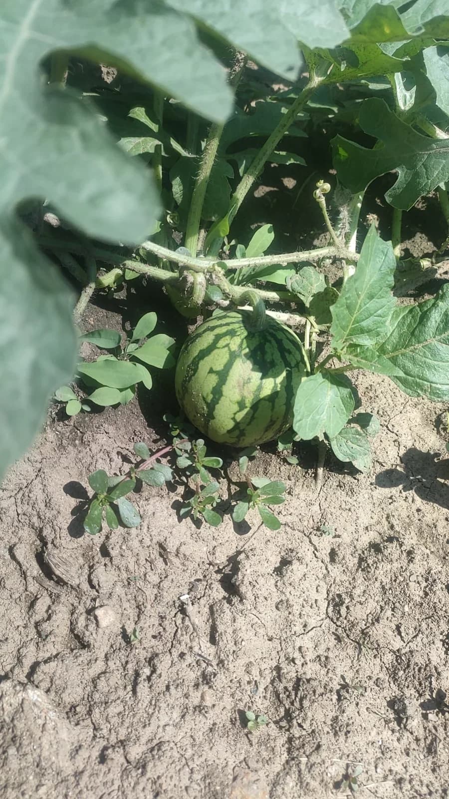 Mini Red-Fleshed Watermelon Seeds - View 5