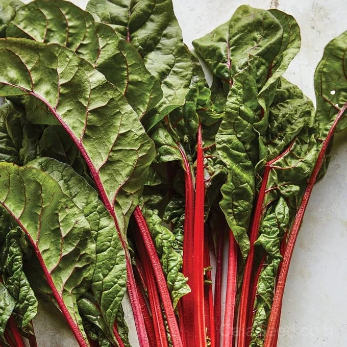 Rhubarb Swiss Chard Seeds — Vibrant Red-Stemmed Greens - Main