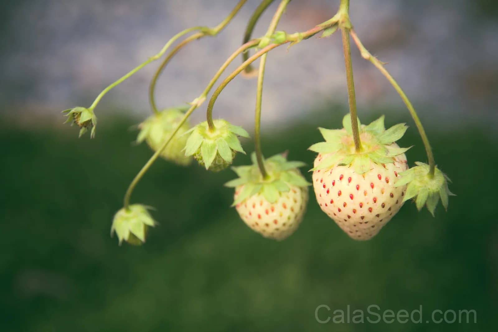 White Soul Strawberry Seeds — Alpine Berry Fragaria Vesca - View 5
