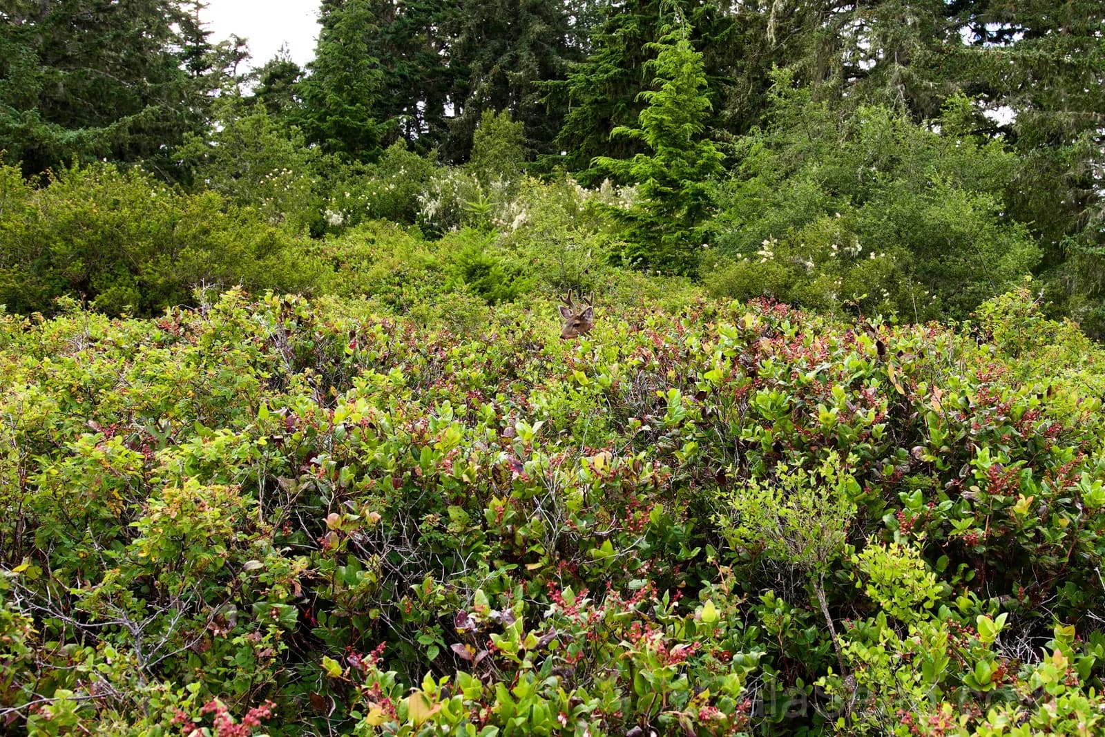 Salal Berry 'Gaultheria Shallon' Seeds — Pink White Flowers Blue Fruit - View 3