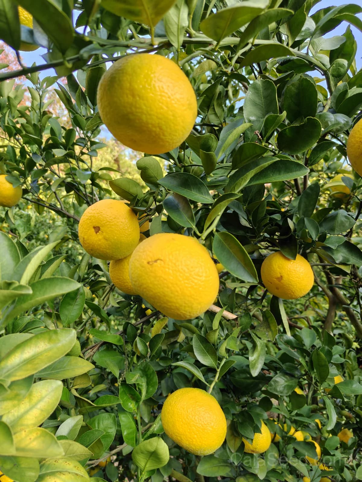Citrus Trifoliata Seeds — Hardy Cold-Tolerant Rootstock - View 6