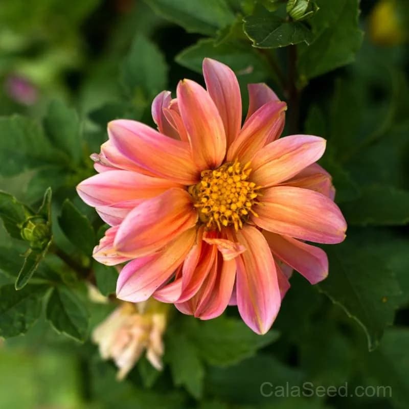 Redskin Mix Dahlia Bulbs — Vibrant Bicolor Blooms - Main