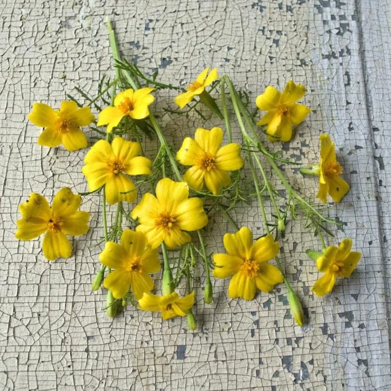Lemon Gem Marigold Seeds — Compact Citrus-Scented Annual - Main
