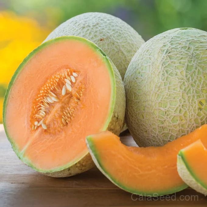 Sugar Cube Cantaloupe Seeds — Sweet Mini Melon - Main