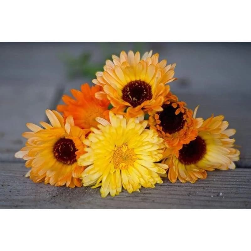 Pacific Beauty Mix Calendula Seeds — Vibrant Edible Flower Blend - Alt