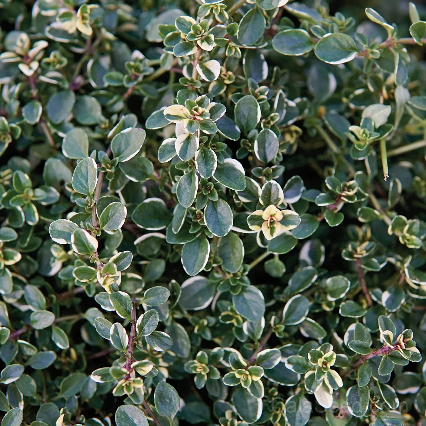 Foxley Seeds — Trusted North American Garden Source - Main