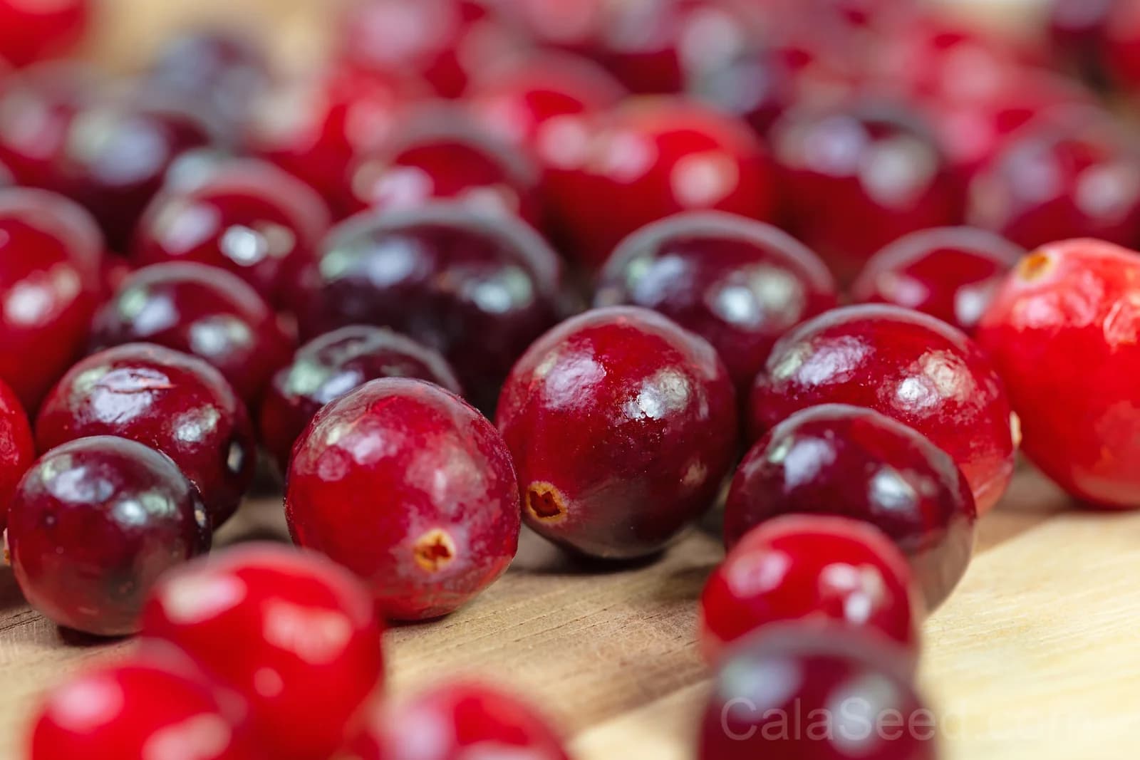 American Cranberry 'Vaccinium Macrocarpon' Seeds — Perennial Red Fruit Bush - Alt