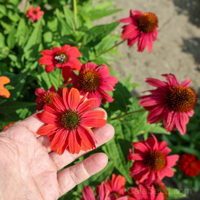 Red Ombre Artisan Echinacea Seeds — Striking Two-Tone Blooms - View 5