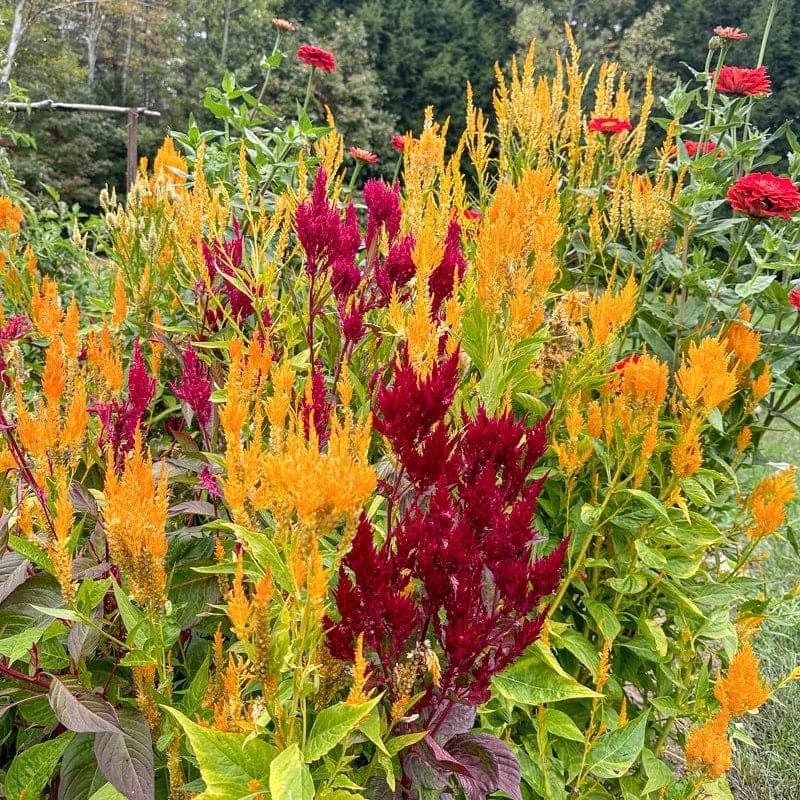 Pampas Plume Celosia Seeds — Feathery Plumes for Cutting Gardens - Main