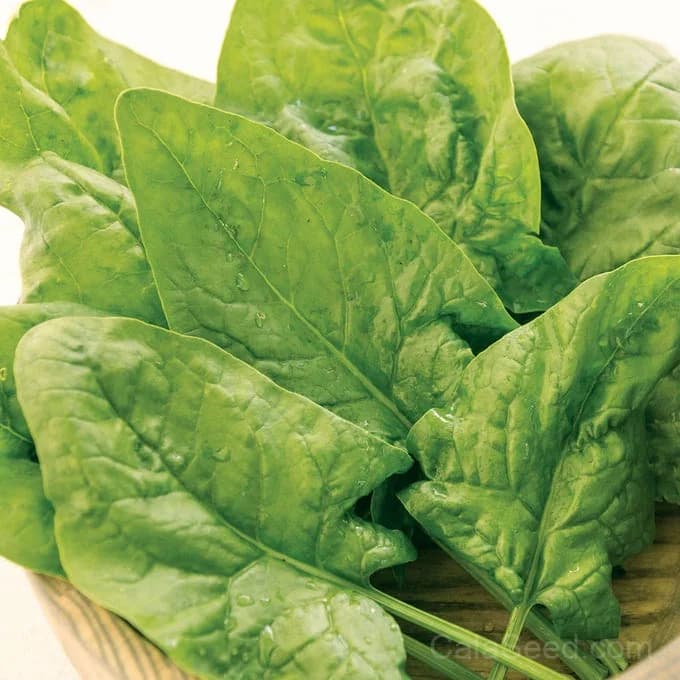 Double Take Spinach Seeds — High-Yield Baby Leaf Greens - Main