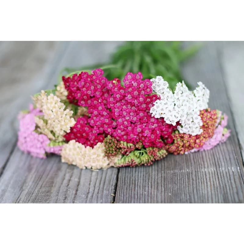 Yarrow 'Summer Pastels' Seeds — Mixed Pastel Blooms - View 4