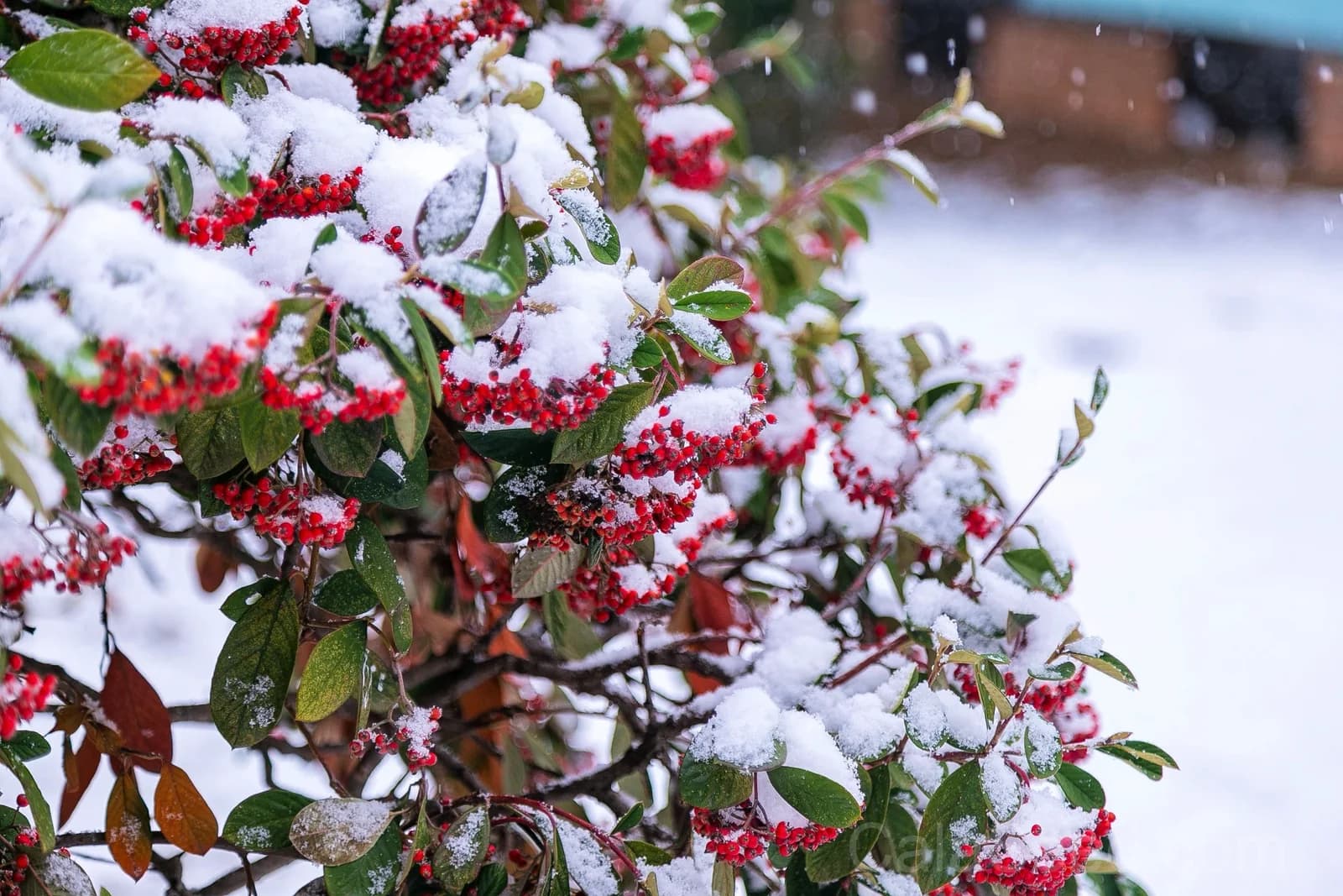 Silver Buffaloberry 'Shepherdia Argentea' Seeds — Native Red Berry Shrub - View 5