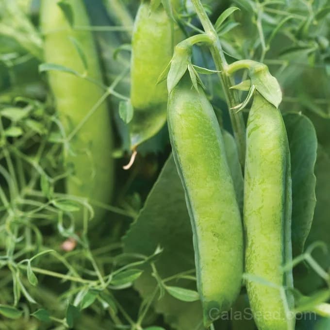 Masterpiece Pea Seeds — High-Yield Garden Vegetable - Main