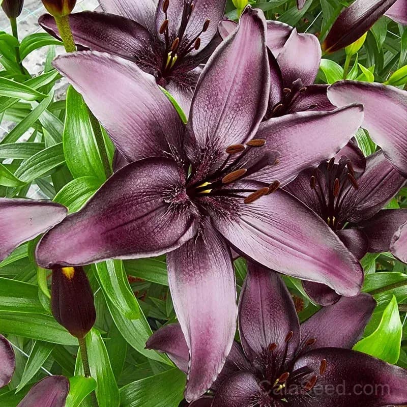Rare Lily Bulbs — Showy Summer Blooms - View 9