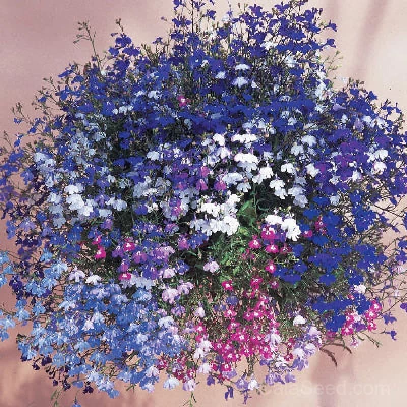 Regatta Mix Lobelia Seeds — Vibrant Trailing Annual Flowers - Main