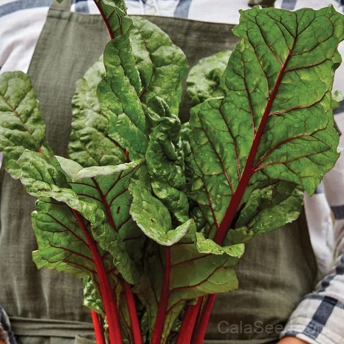 Rhubarb Swiss Chard Seeds — Vibrant Red-Stemmed Greens - Alt