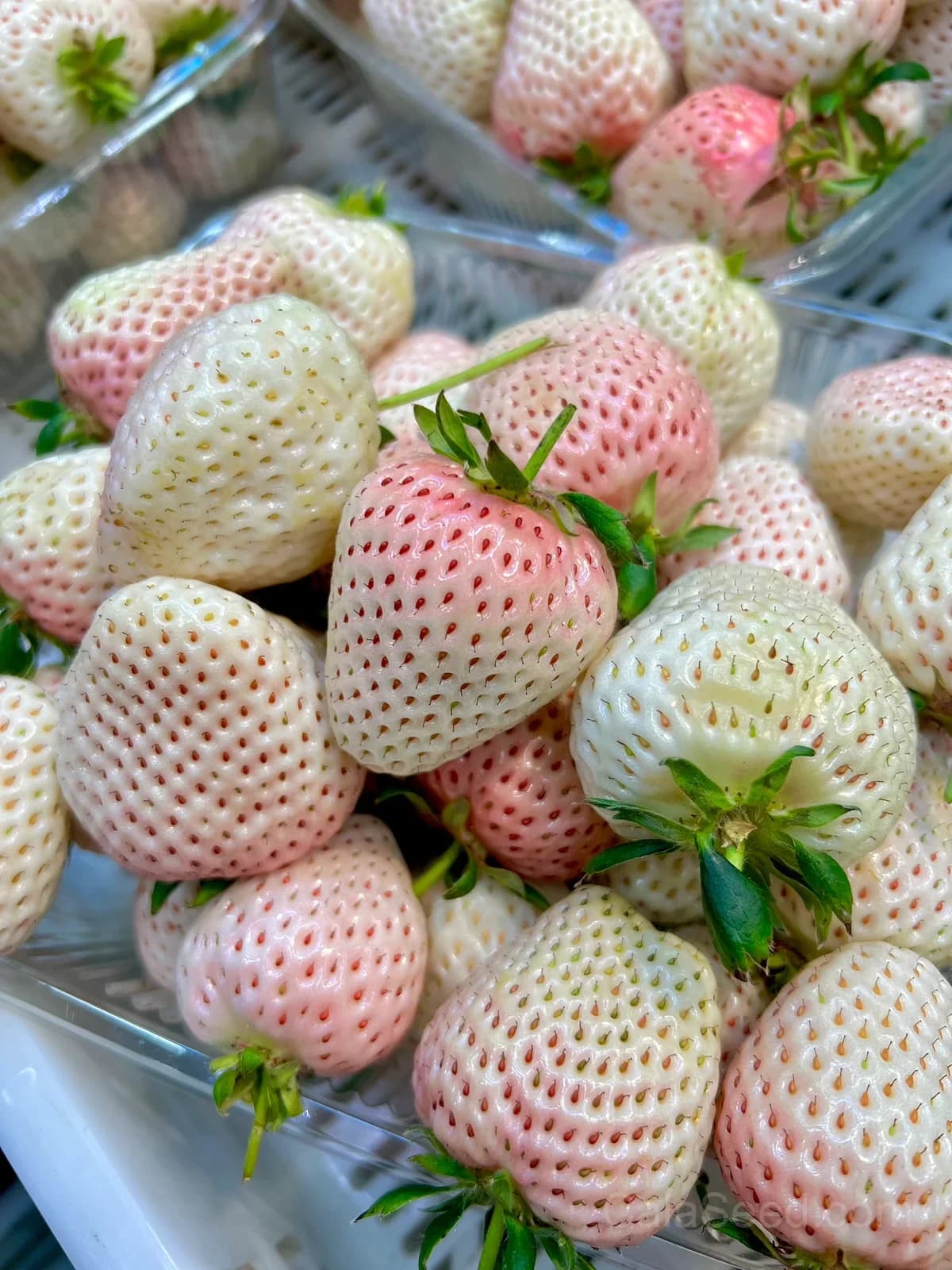 Awayuki White Strawberry Seeds – Rare, Sweet, High Germination & Easy to Grow - Main